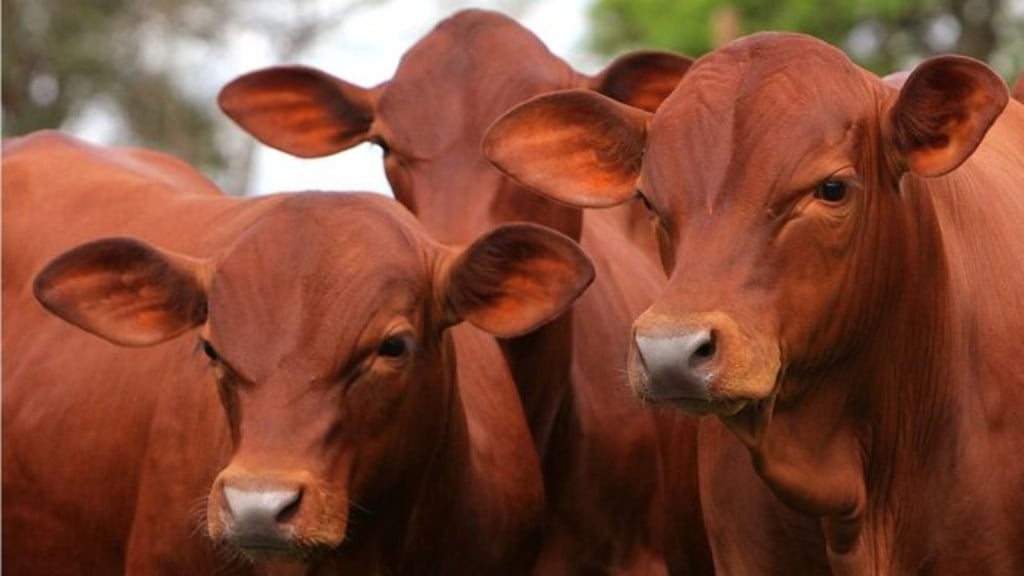 Cruzamento industrial no Nordeste: conheça as estratégias de sucesso da cria