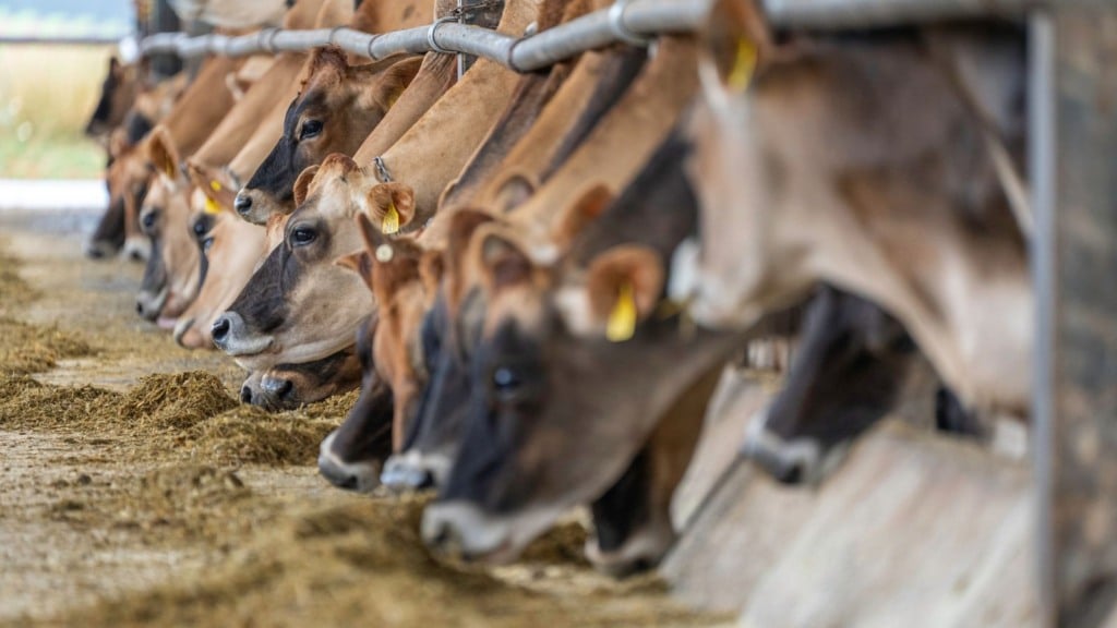 Suplementação de vacas em lactação: saiba as diretrizes para uma dieta balanceada