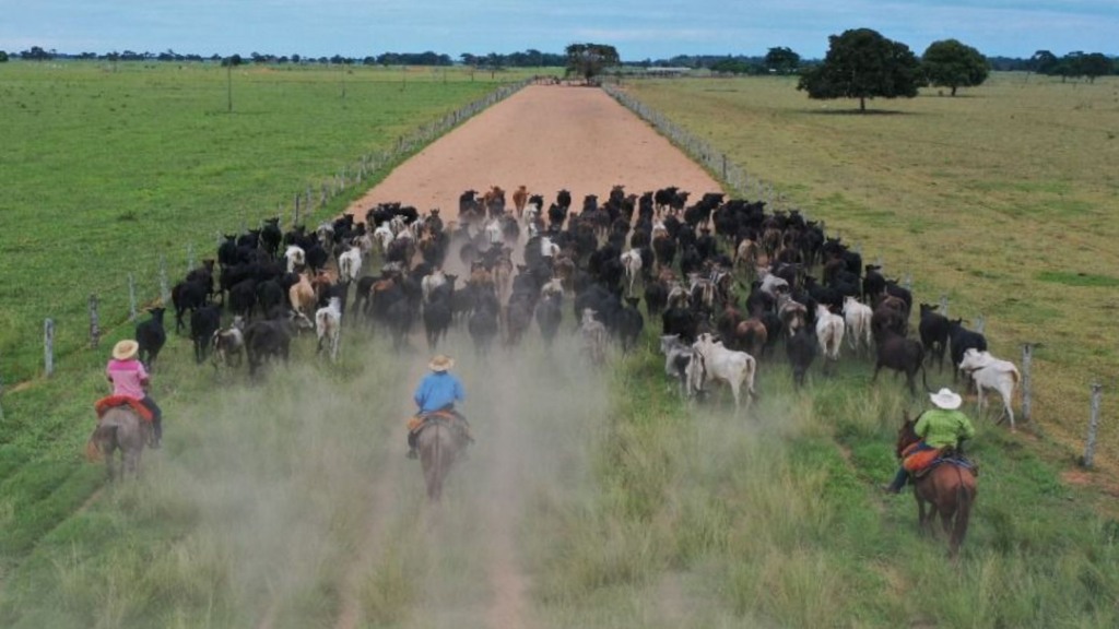 Dimensionando a equipe: saiba a quantidade ideal de gado por vaqueiro na fazenda