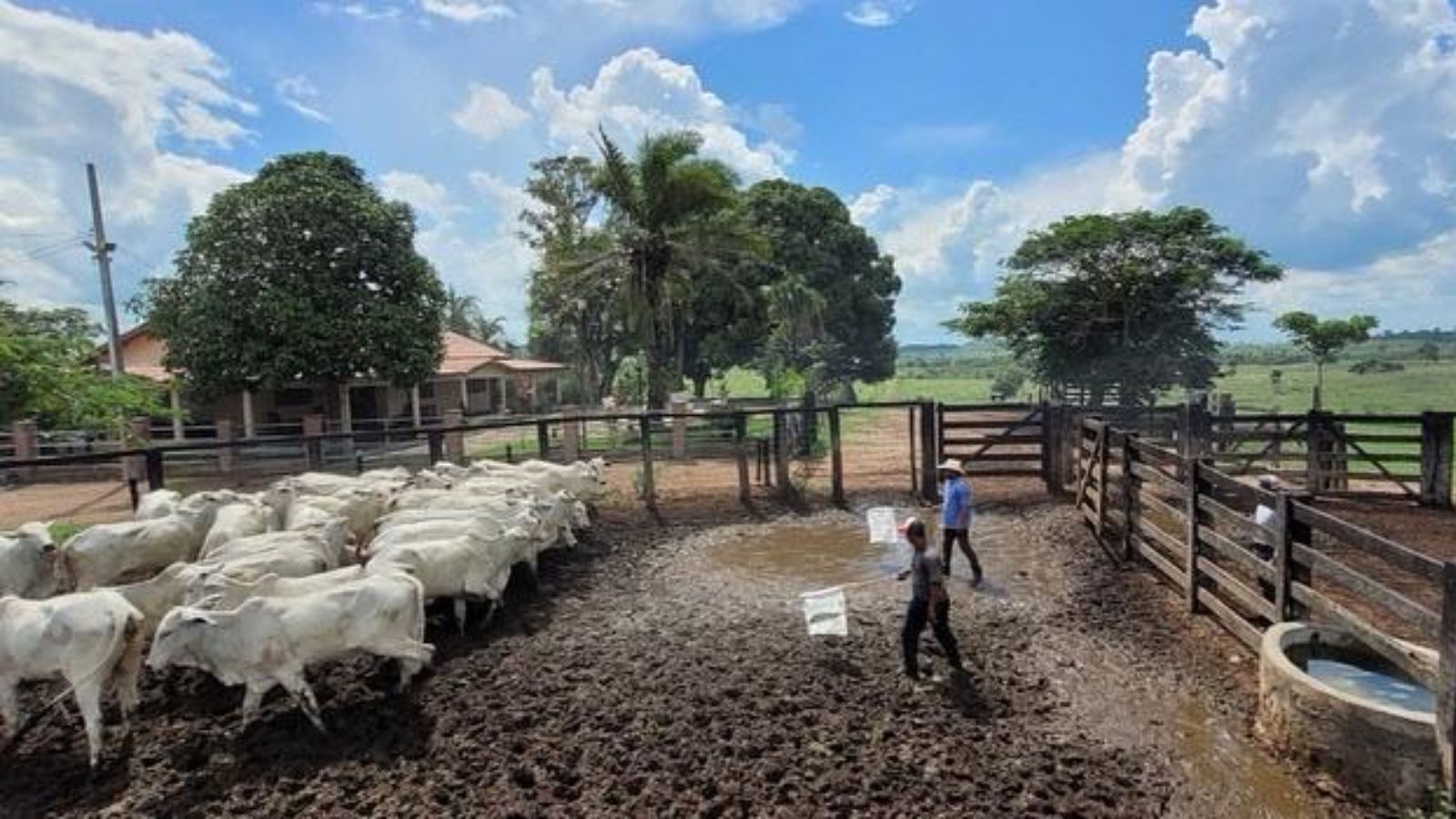 Manejo ético e treinamentos personalizados garantem mais ganhos de produtividade na fazenda