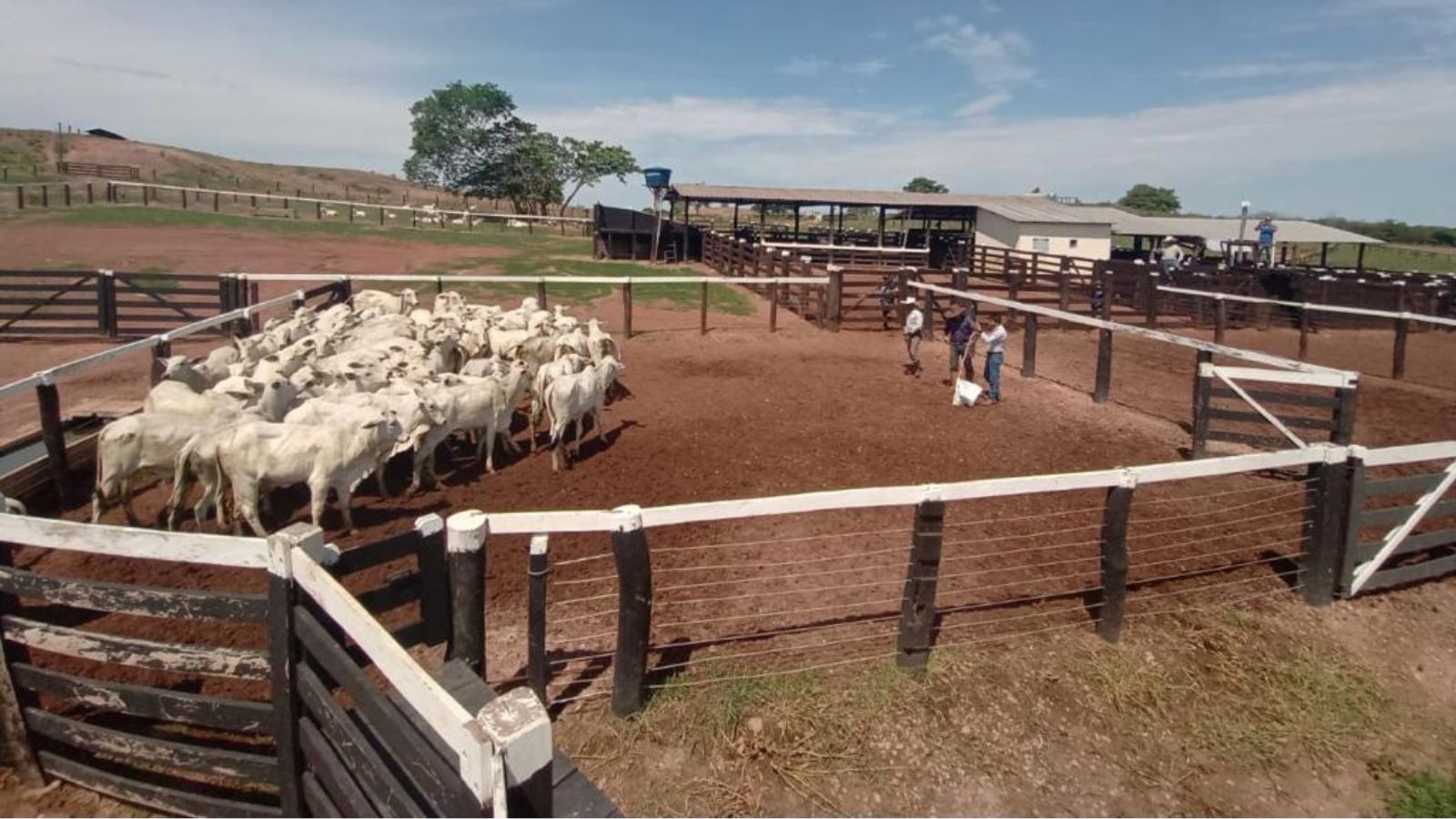 Fazendas recebem treinamentos sobre bem-estar animal, redução de marca a fogo e sanidade no rebanho