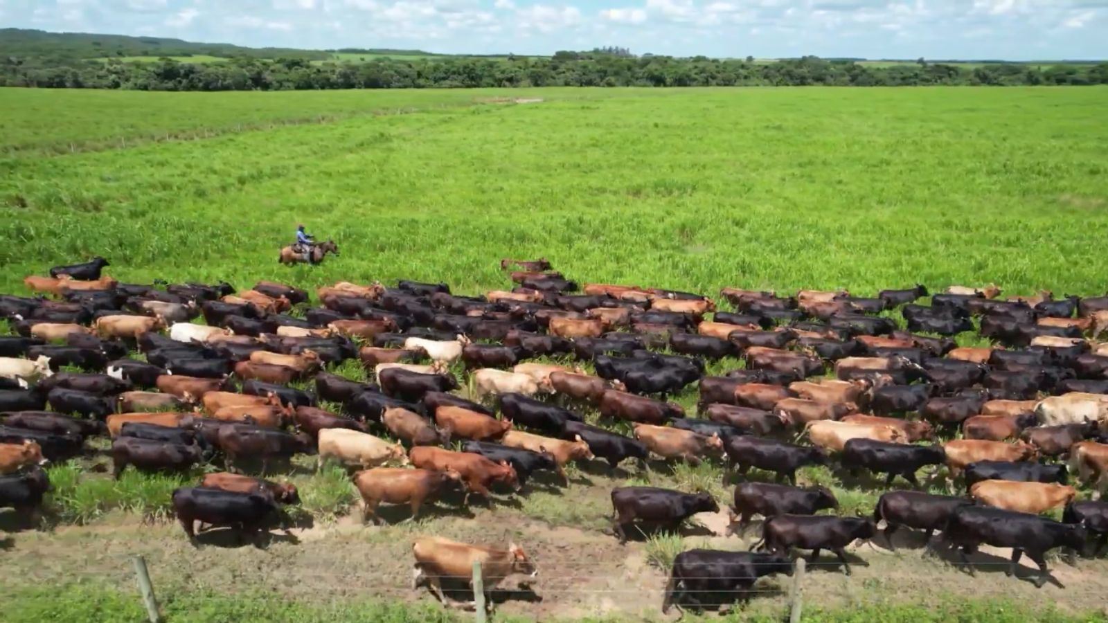 Agropecuária Leopoldino: saiba os segredos do manejo e genética para carne de excelência