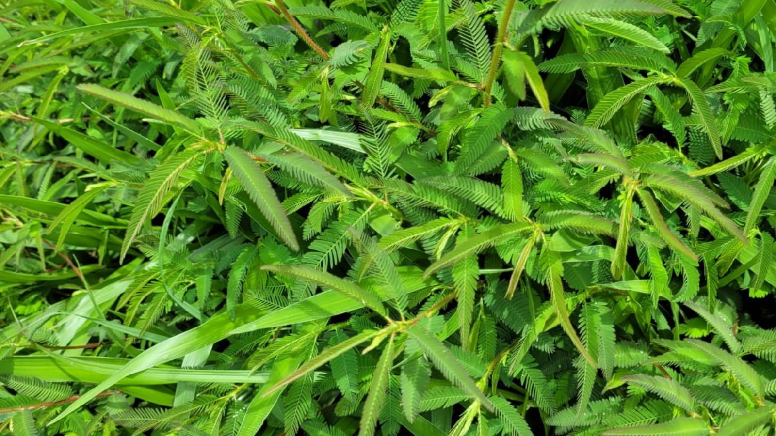 Plantas daninhas nas pastagens: especialista dá dicas de controle