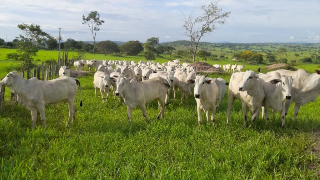 Fazenda Liberdade Bahia bovinos pasto pastagem 16.02.2024 1