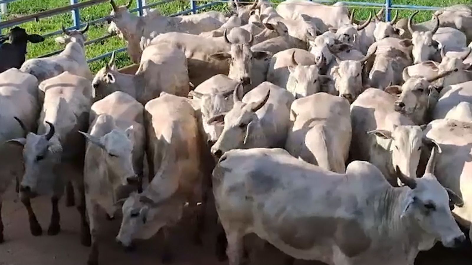 Vacada gorda e “bem alisada” garante boa produção de carne no interior de MT