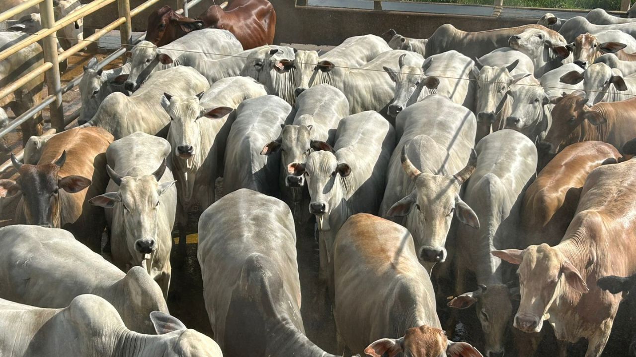 Vacada gorda e bem acabada enche a tela de qualidade de carne em MT