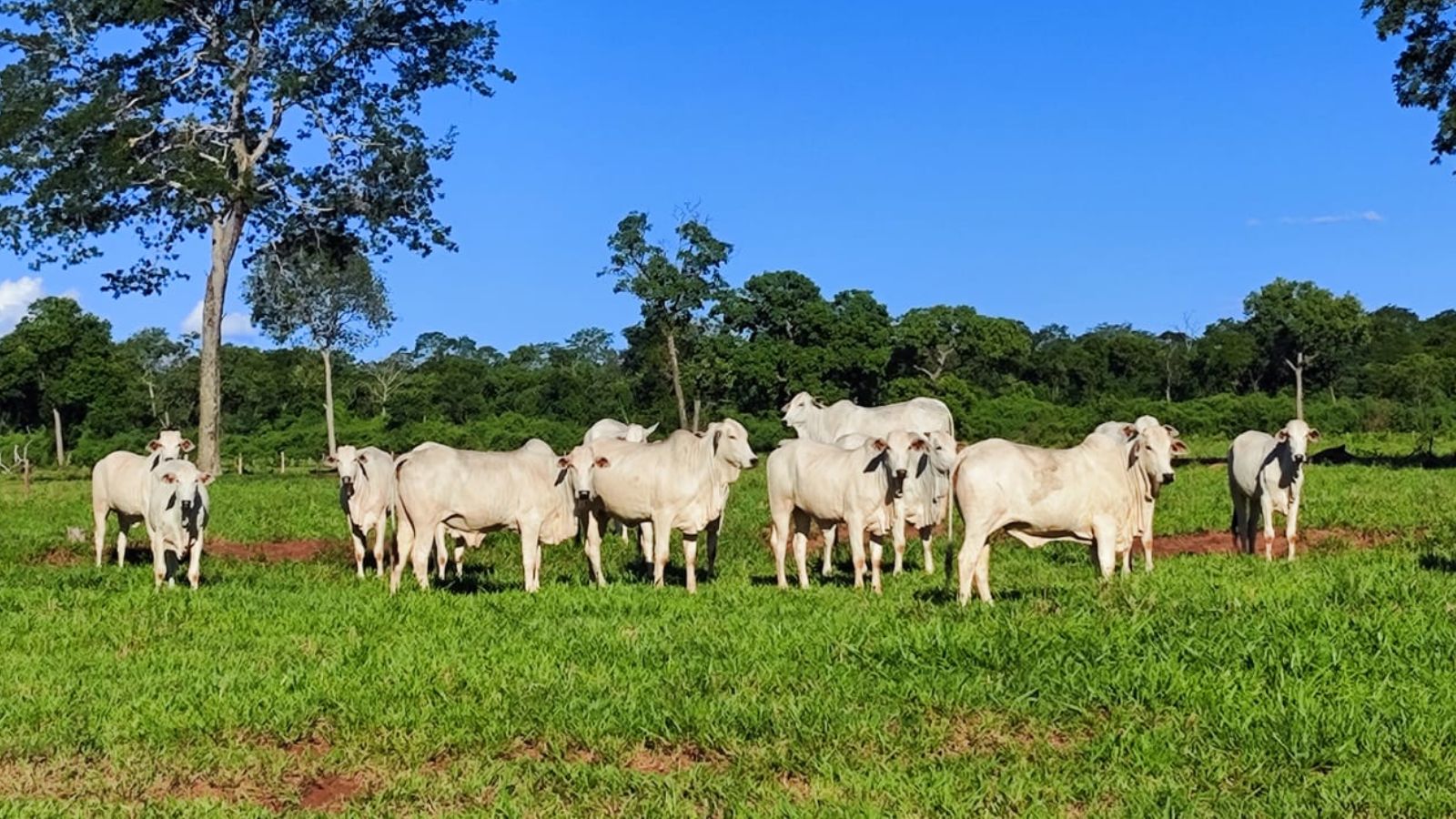 Fazendeiro de MS mostra como se prepara boas novilhas para o abate