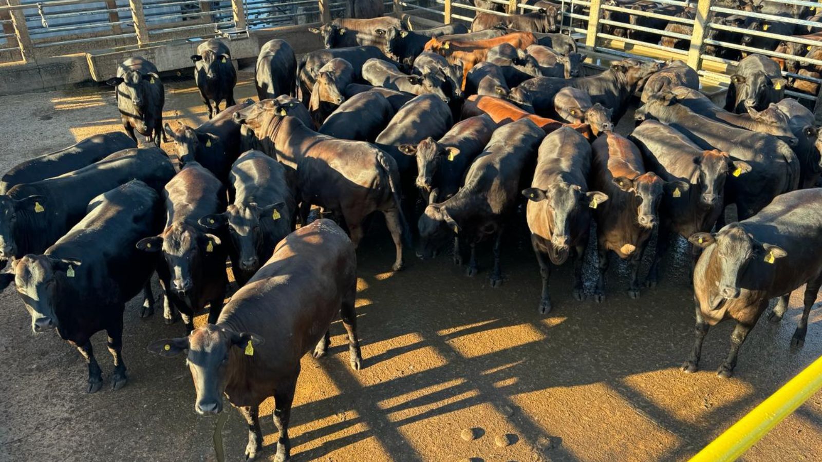 Angus: lote de novilhas impressiona com quase 19@ no interior de Mato Grosso