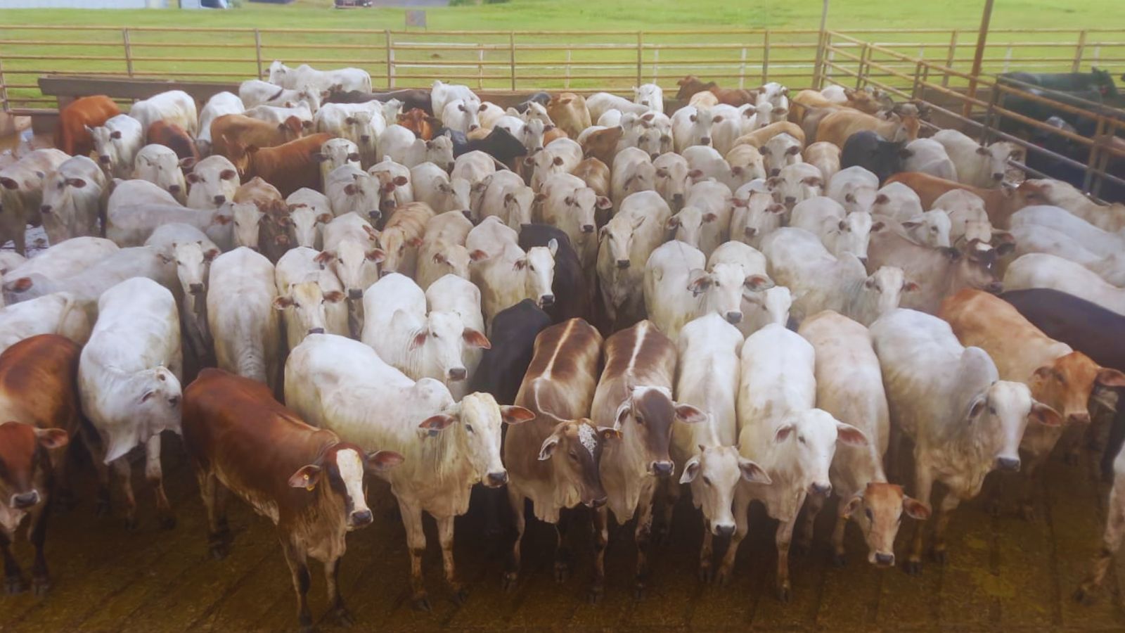 Todas zero dentes! Novilhas surpreendem com alta precocidade em MS