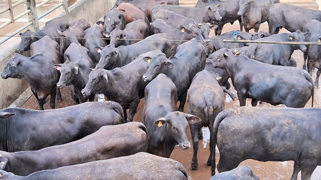 Bahia: Novilhas meio-sangue Angus e boiada castrada dão show de carne de qualidade