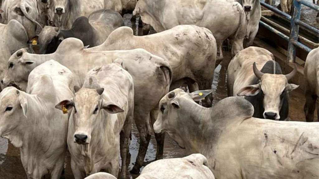 Zero e dois dentes: garrotada “batoquinha” é destaque em Goiás com mais de 19@