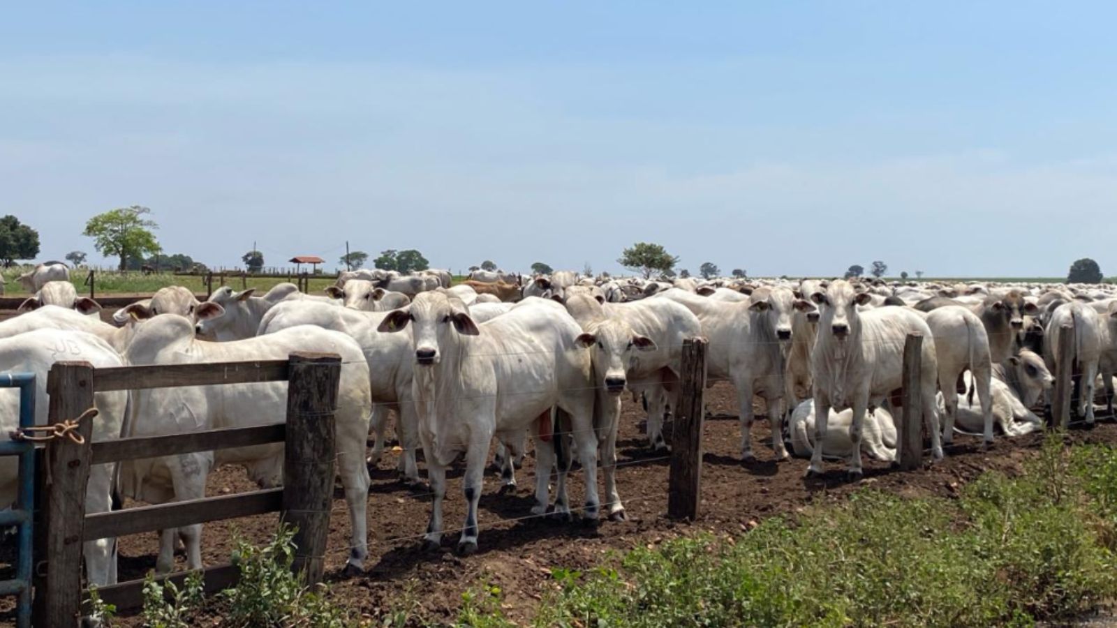 Exportações do agronegócio mineiro alcançam recorde de US$ 8,2 bilhões no primeiro semestre