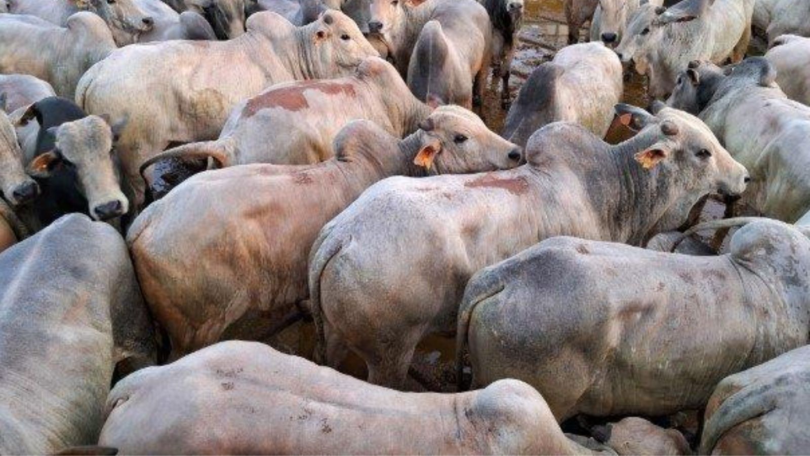 Boiada de integração lavoura-pecuária chega a quase 25@ com bônus extra de R$ 119 por cabeça