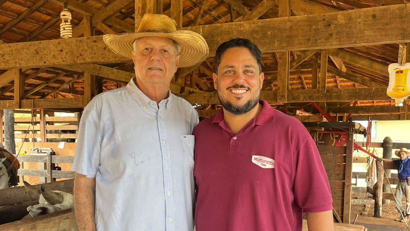 Boiada castrada e engordada sob a sombra do Bacuri é show de gado em Mato Grosso!