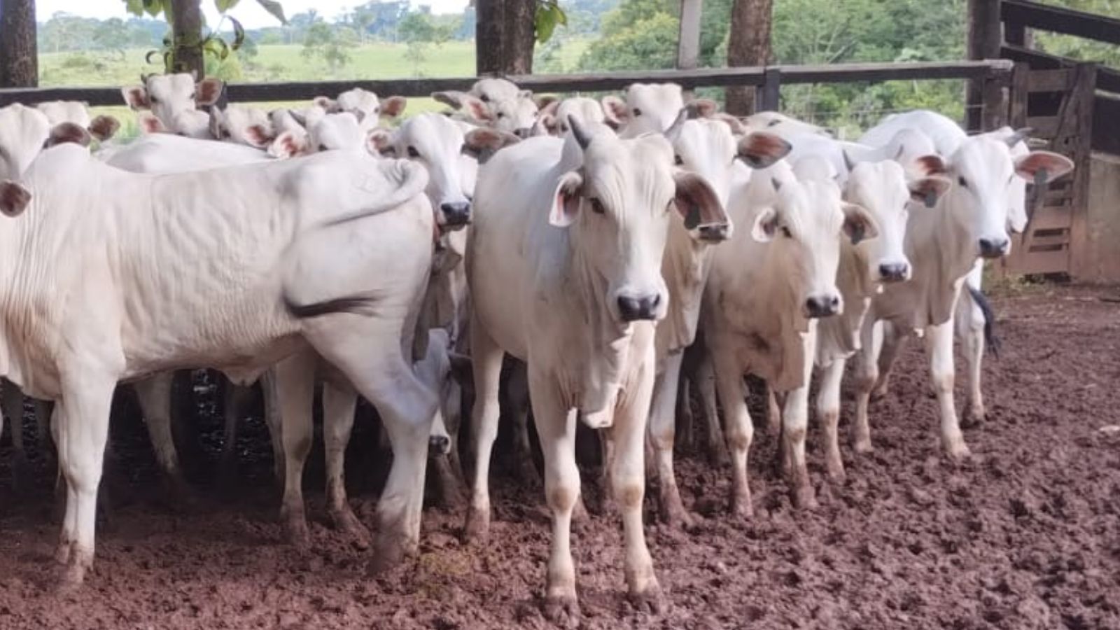 Nelore zero dentes em Rondônia! Novilhas são destaque no acabamento de gordura