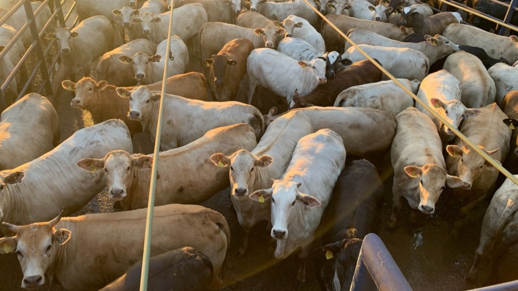 Charolês zero dentes de gordura ideal! Novilhas dão exemplo em MT. Saiba os prejuízos da gordura excessiva