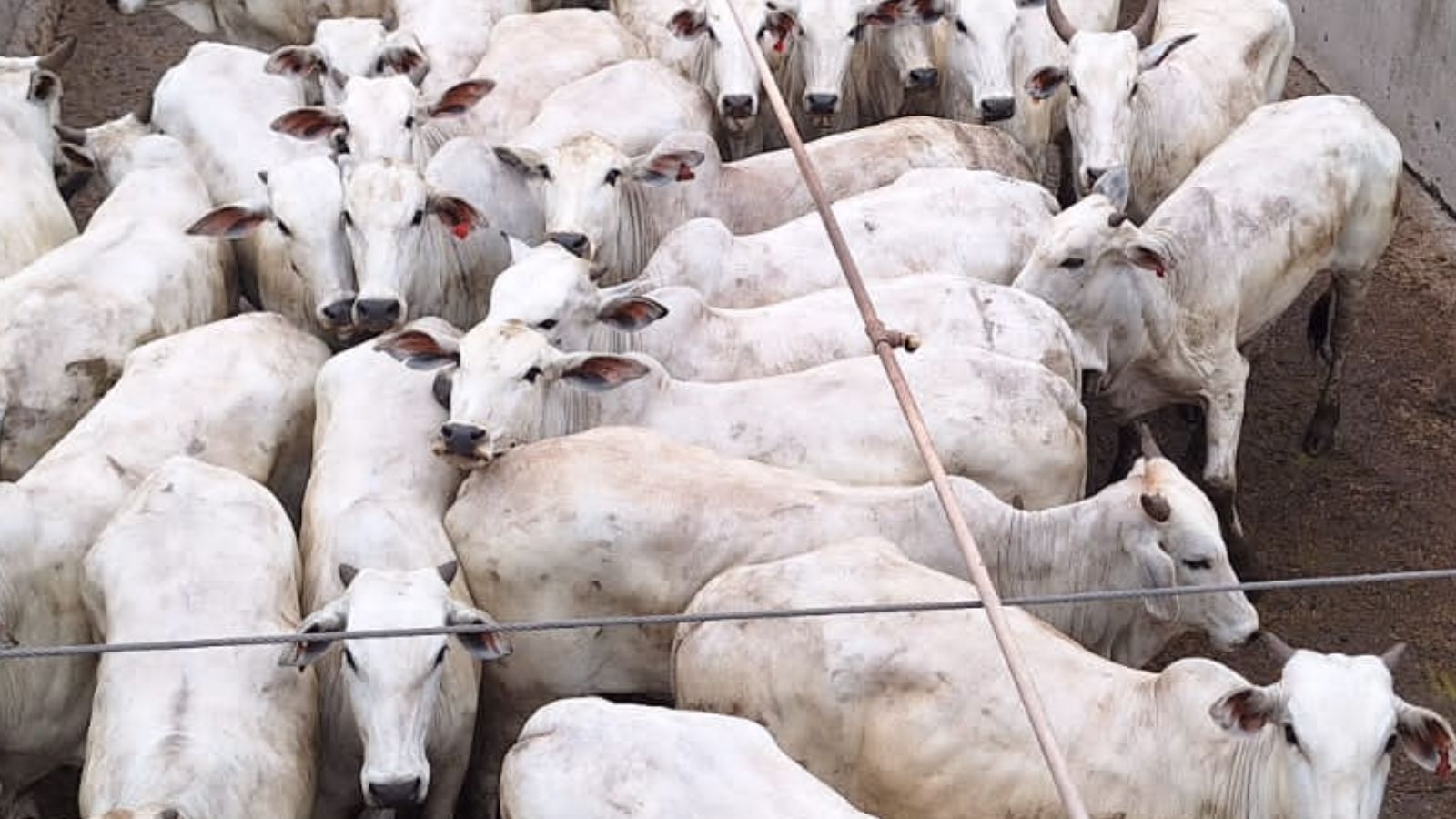 Super lote de novilhas e vacas esbanja qualidade de carne em Rondônia