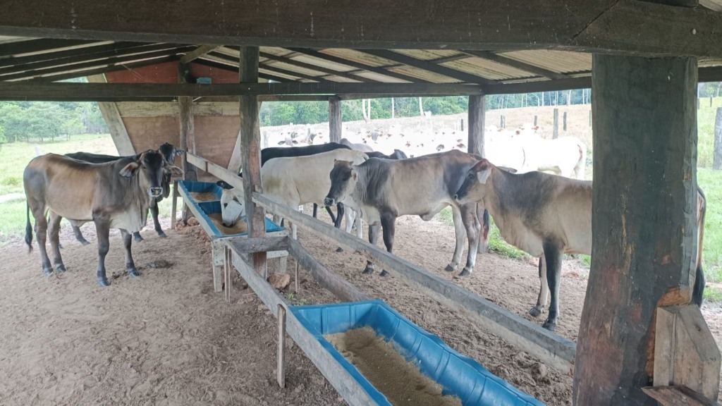 Pecuarista abre a porteira e mostra sistema de engorda diferenciado em Rondônia