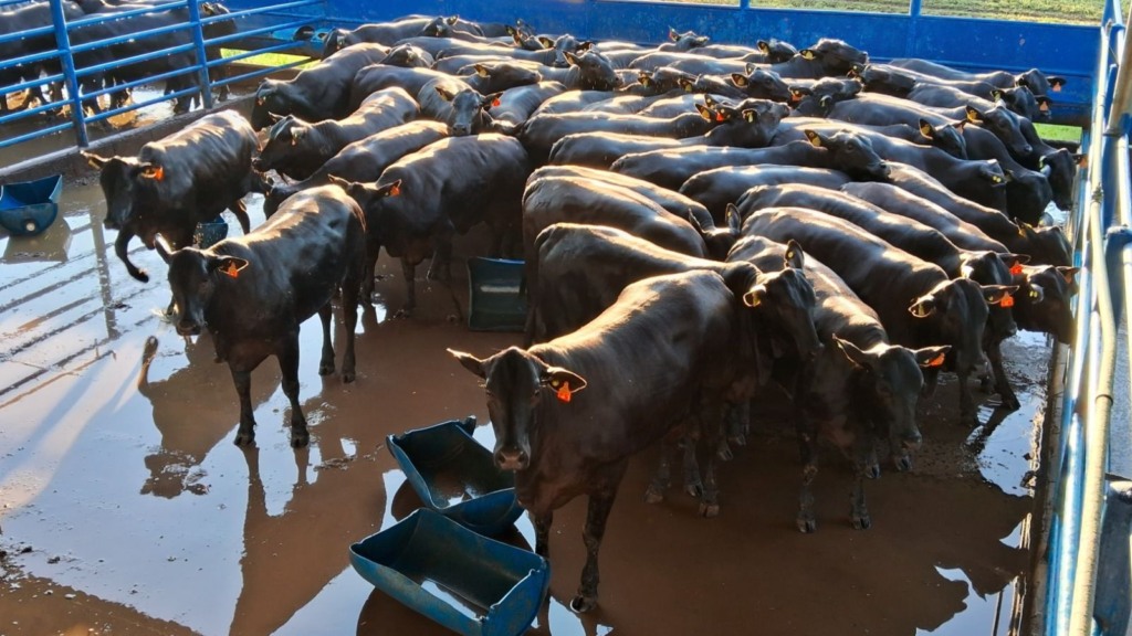 Novilhada cruzada zero dentes dá show de qualidade de carne no interior de SP