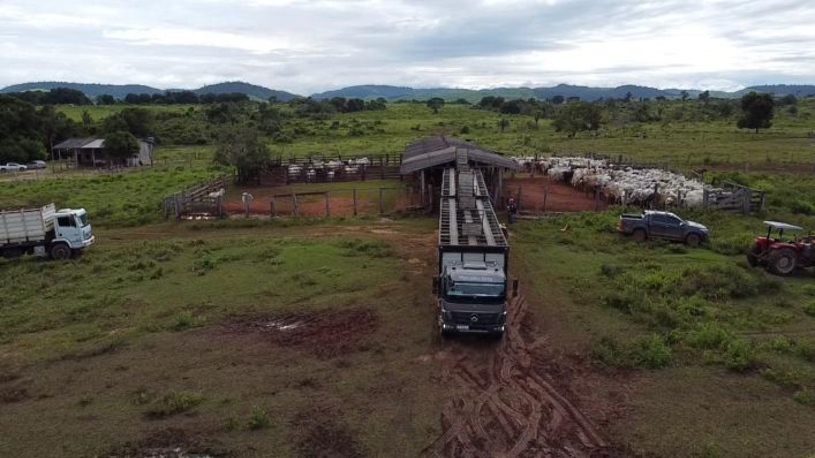 Super lote de 500 novilhas! Pecuarista de Rondônia lota 25 carretas com gadão de qualidade