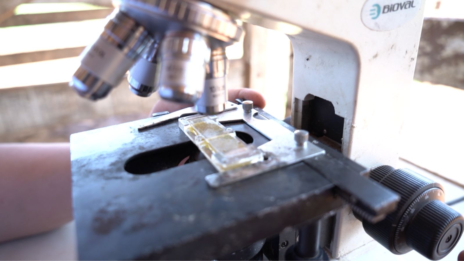 Protocolo sanitário personalizado: fazenda em Goiás é a primeira a ser beneficiada no País