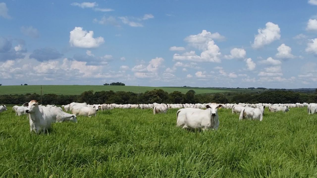 Fazenda arenosa no interior de Goiás surpreende com quase 4 UA/ha