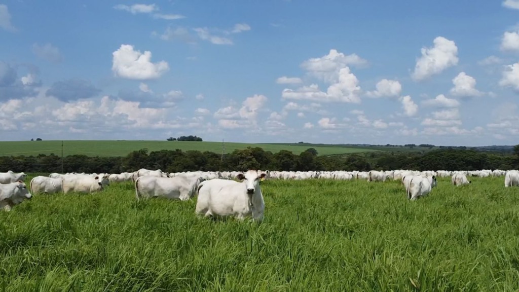 Pasto e silagem ideais para tornar sua fazenda uma fábrica de superprecoces com 20@