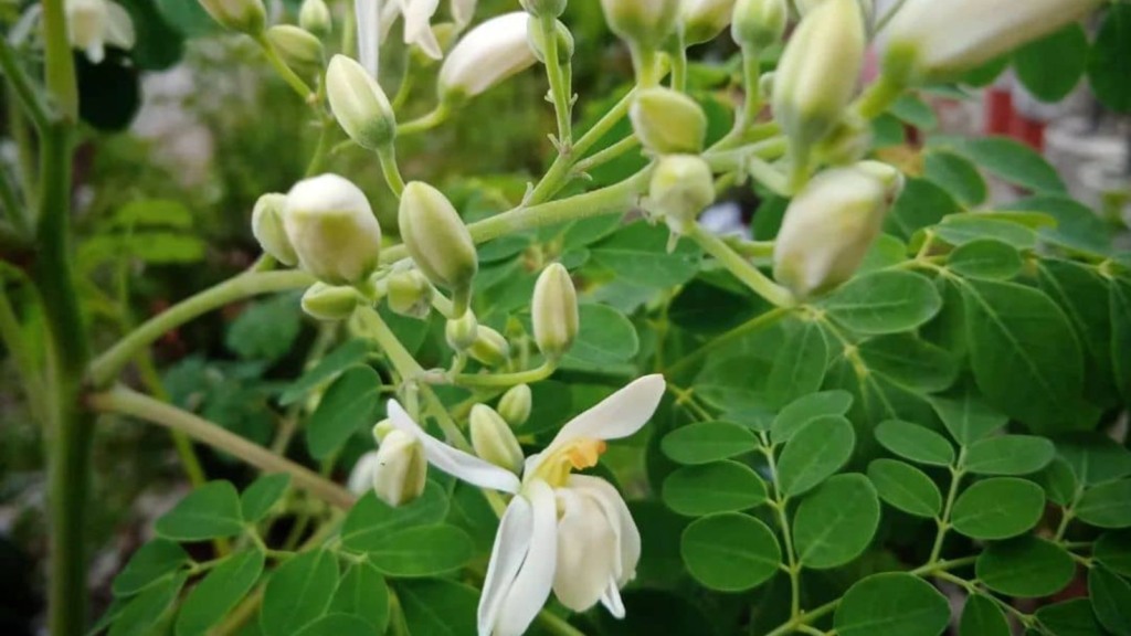 Moringa oleífera: uma alternativa sustentável para a pecuária leiteira?