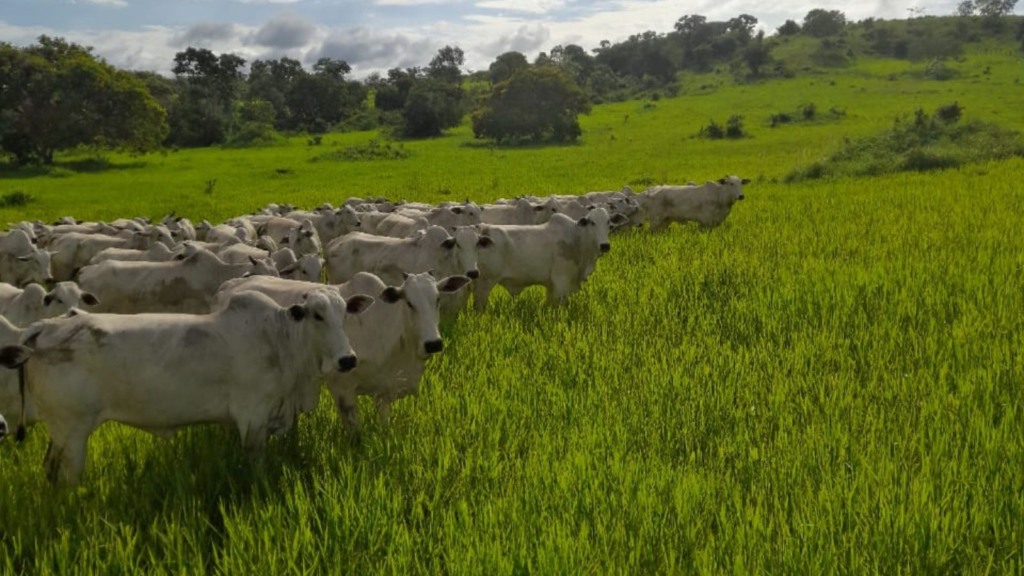 Maximize seu pasto nas águas para prosperar na seca! Confira as dicas