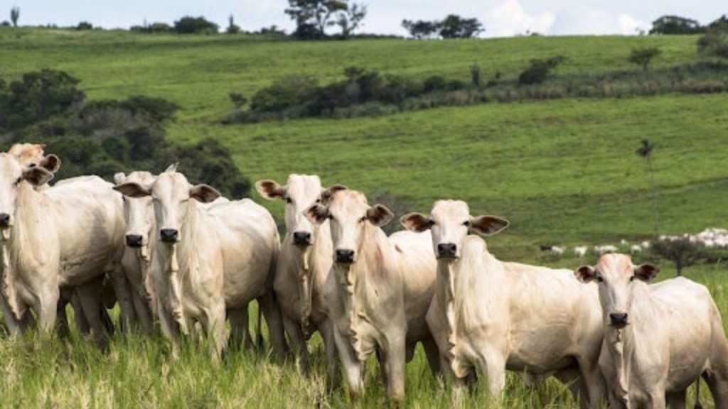 Conheça as tecnologias inovadoras que permitem alta taxa de lotação de gado a pasto