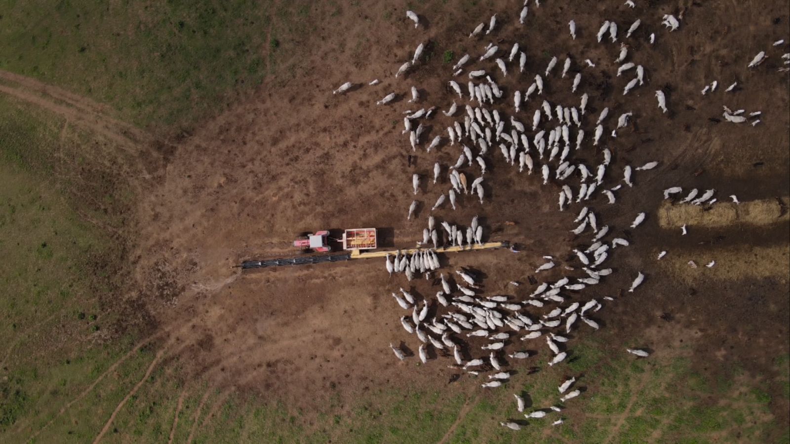 Confira o checklist do preparo do gado antes de dar início a sua suplementação a pasto