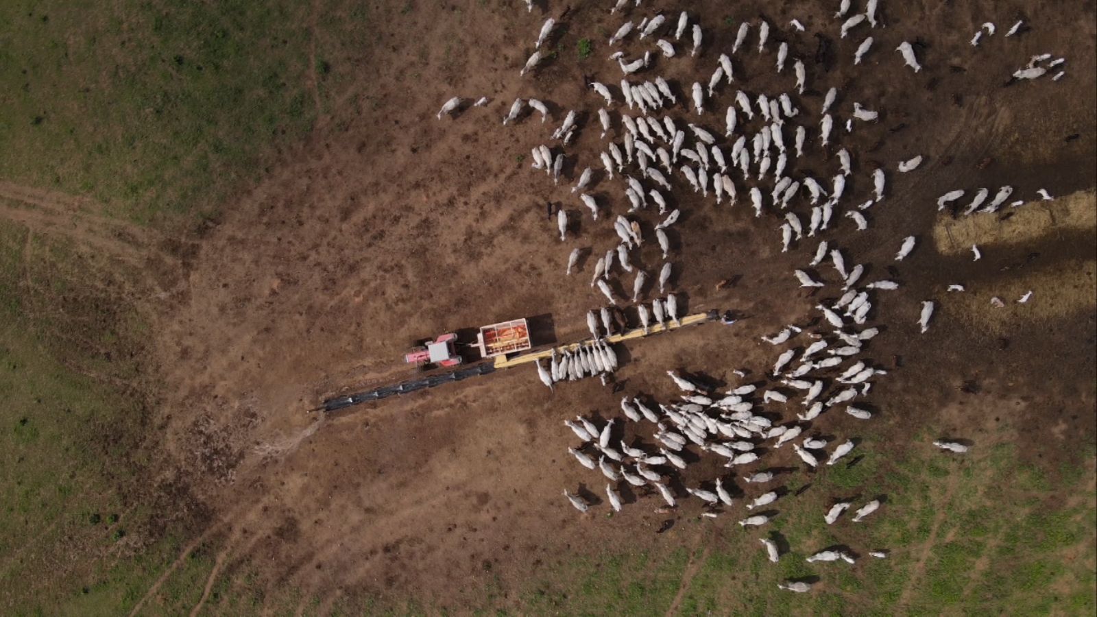 Fósforo influencia no índice de prenhez da vaca? Confira o que diz especialista