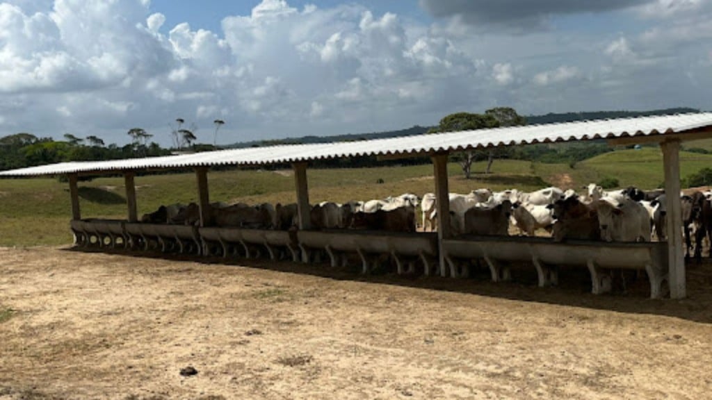 Saiba como montar uma estrutura ideal para terminação intensiva a pasto