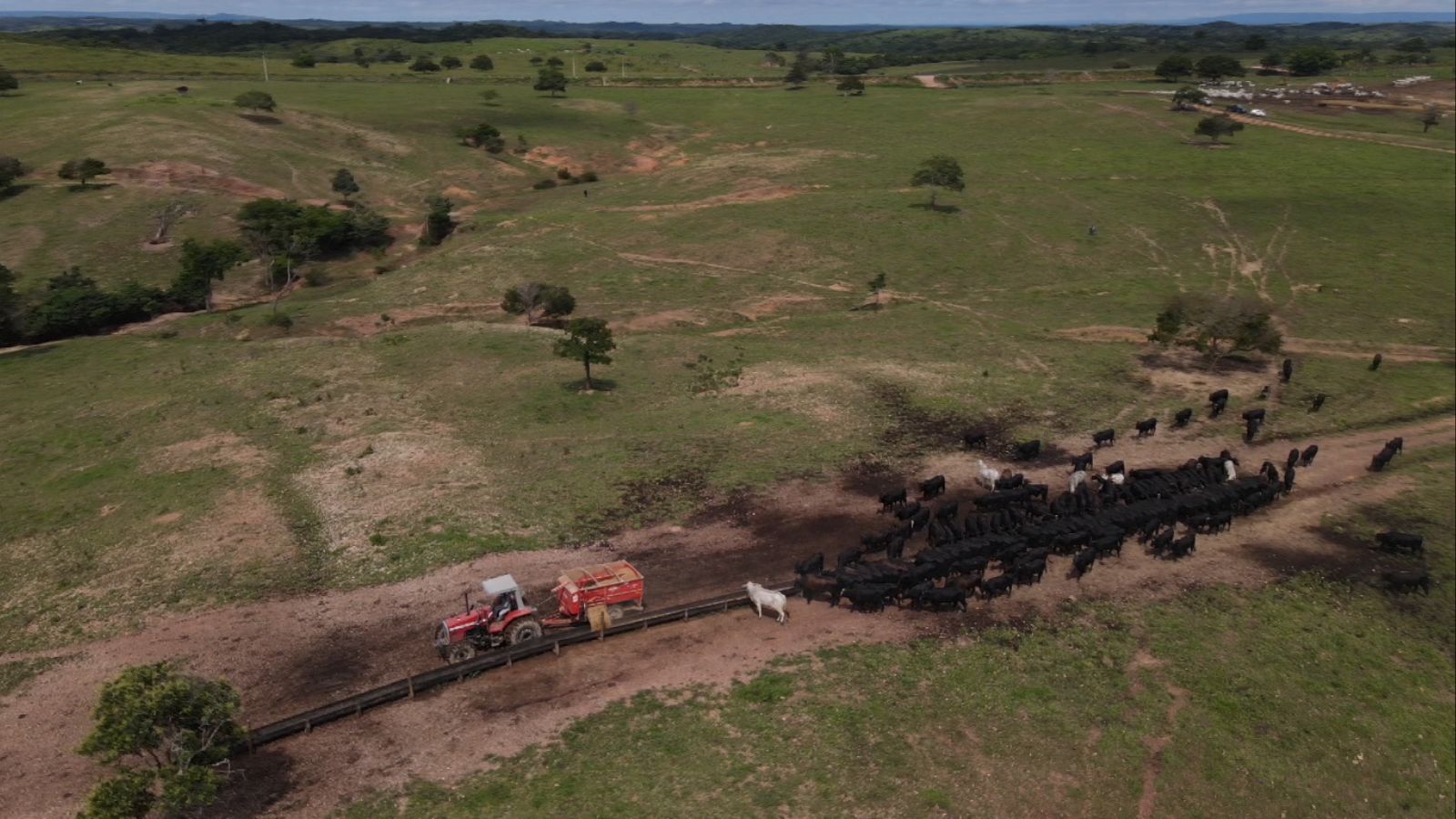 Engorda eficiente: descubra como o planejamento detalhado transforma resultados na pecuária