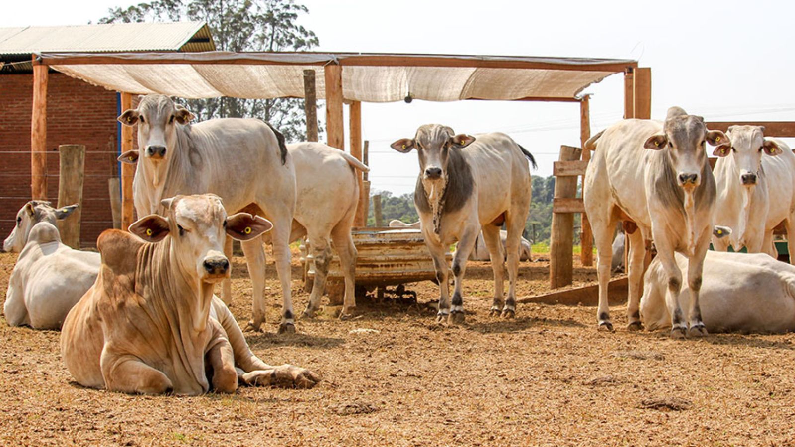 Já preparou a fazenda para a seca? Saiba o que fazer para não ter prejuízos nesse inverno