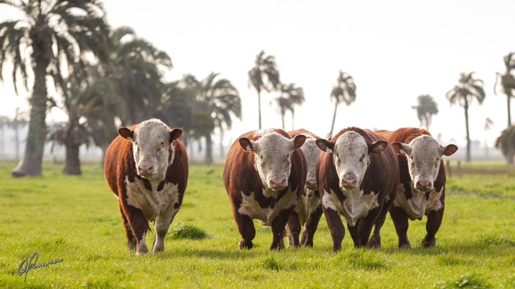 Hereford e Braford avançam no País com quase 1 milhão de animais registrados