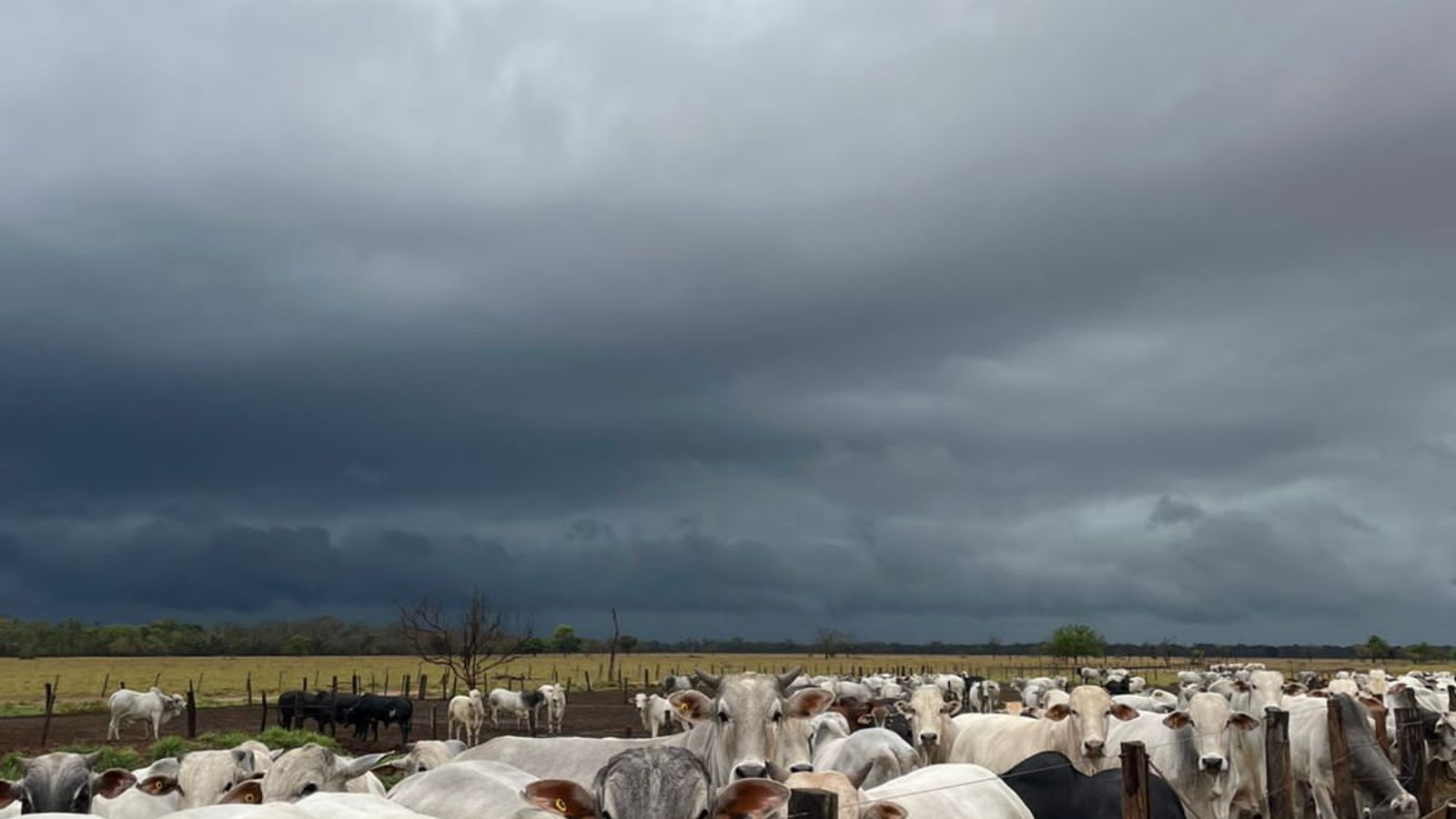 Instabilidade climática persiste: saiba como isso impacta a agropecuária