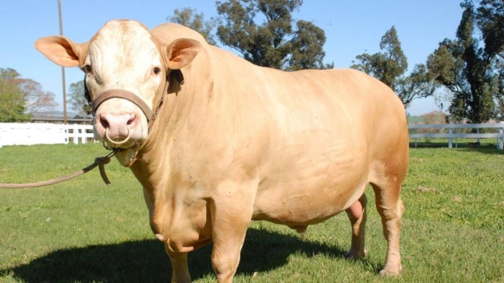 Exemplar de touro Purunã. Foto: IDR-Paraná