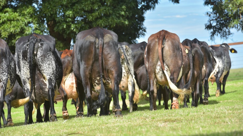 Rebanho de vacas Girolando. Foto: Divulgação