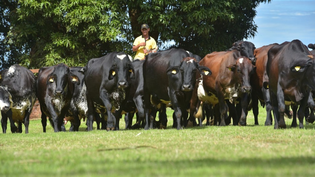 Rebanho de vacas Girolando. Fotos: Divulgação