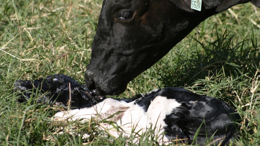 Vaca Girolando está parindo mais machos do que fêmeas. Saiba o que está acontecendo