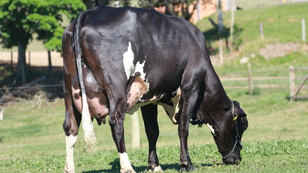 Quanto deve comer uma vaca para dar uma boa ordenha diária?