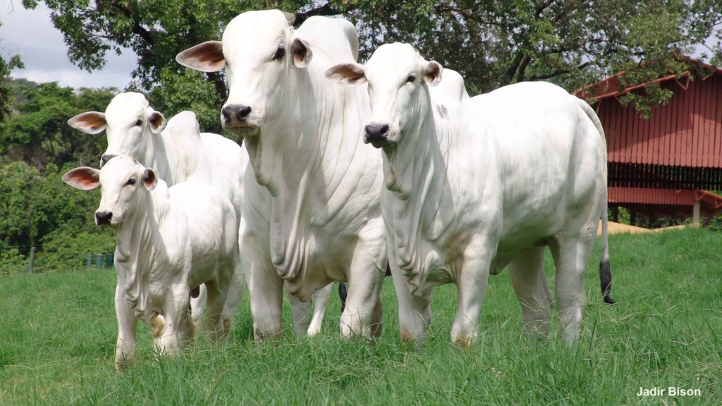 ACNB bovinos pasto foto Jadir Bison 11.03.2024