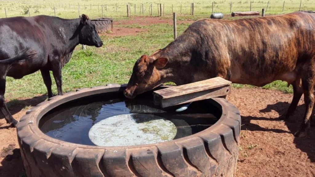 Verdades e mitos sobre a água para o gado. Veterinário tira as dúvidas dos produtores. Confira