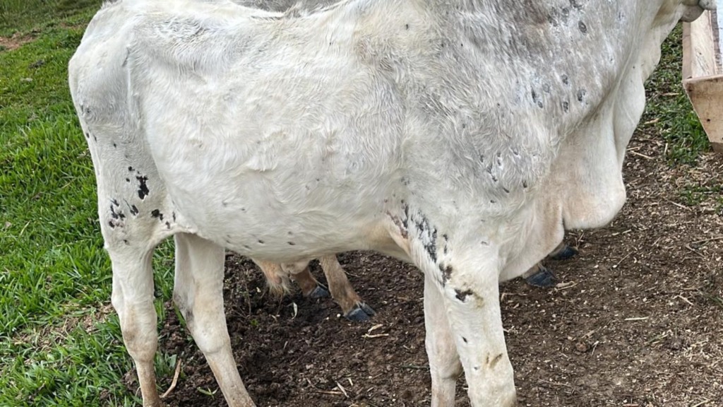 Combata as micoses em bezerros: conheça as estratégias com uso de água sanitária e iodo