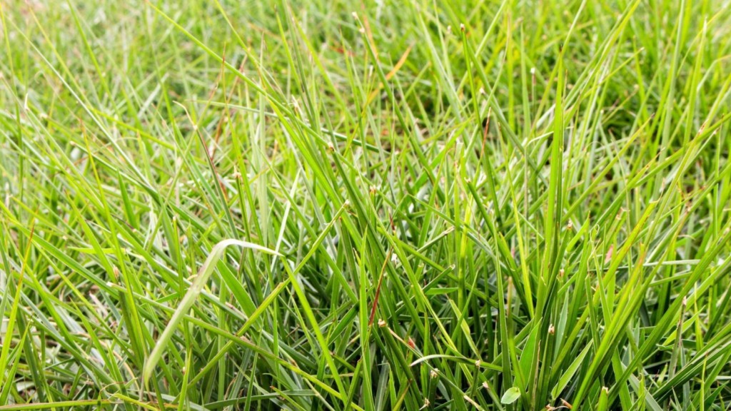 Humidicola por Decumbens: vale a pena trocar variedades de braquiária na fazenda?