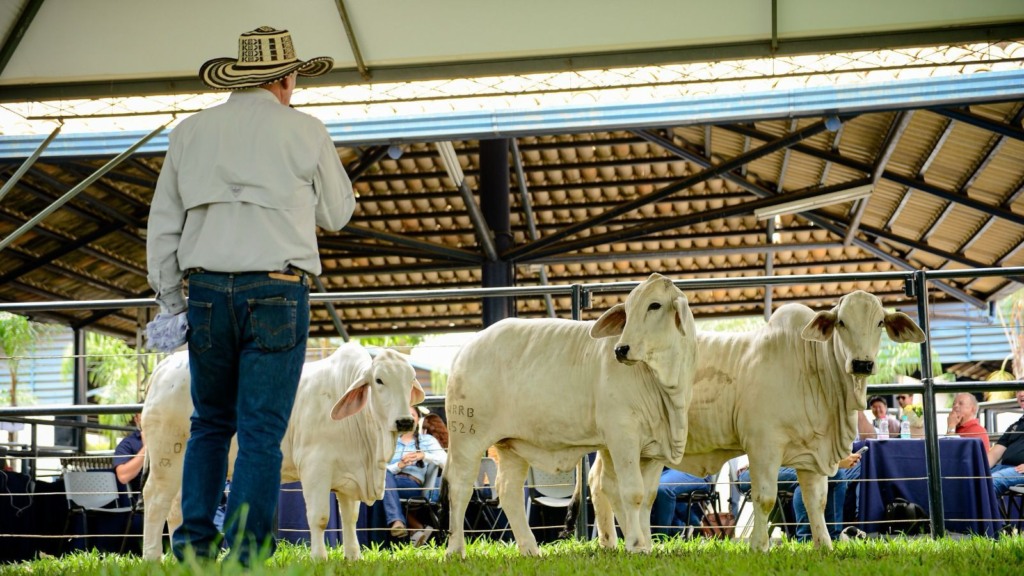 Brahman: os avanços da raça zebuína que completa três décadas este ano no País