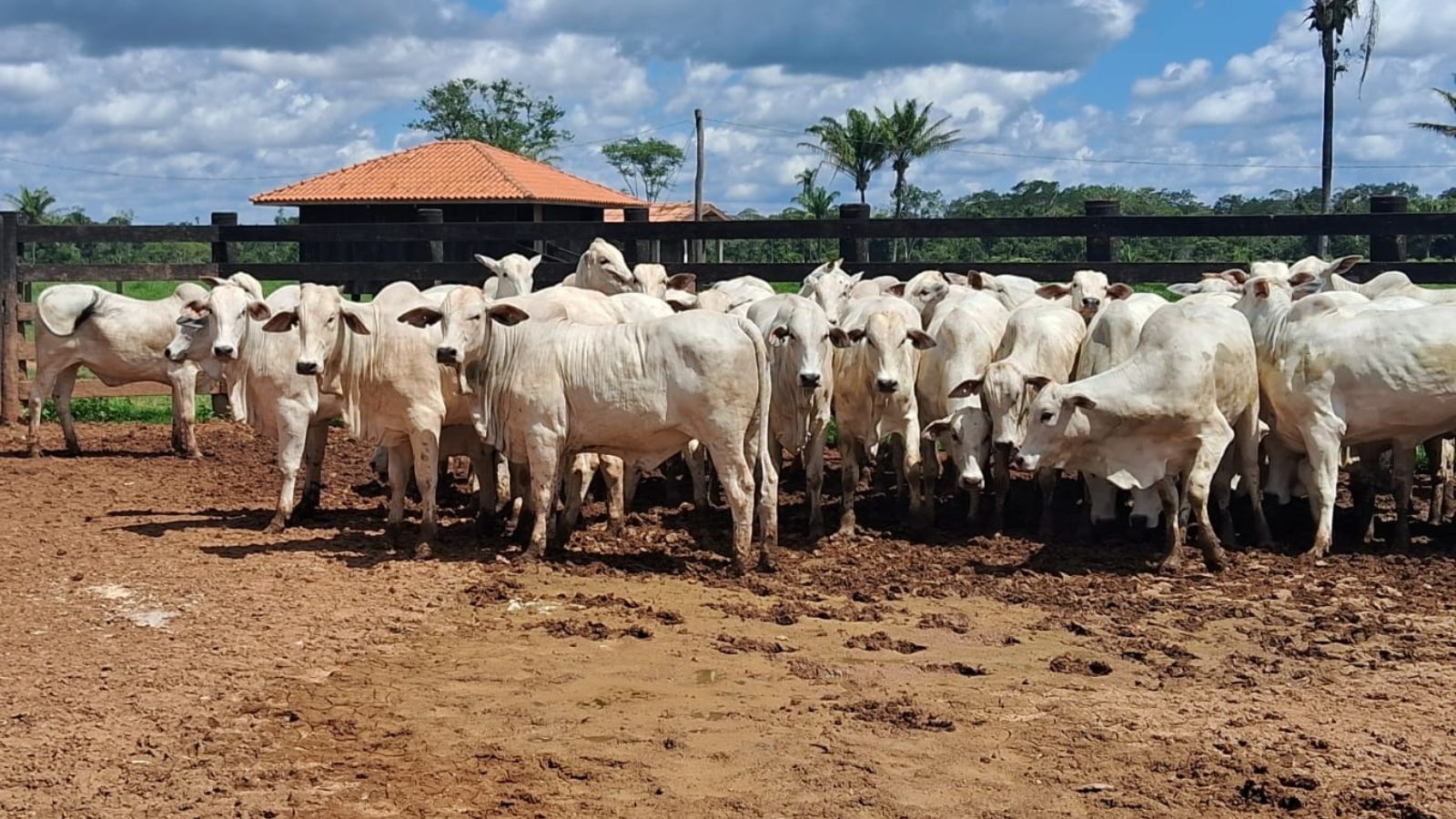 Novilhada zero dentes lota curral com acabamento exemplar em Mato Grosso