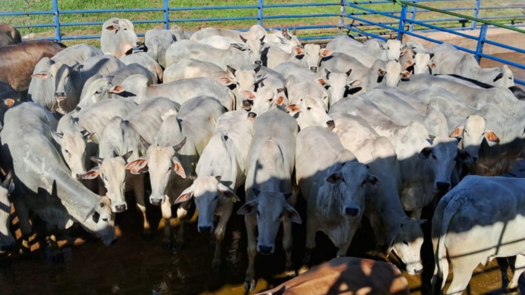 Boiada castrada e pantaneira! Animais chegam a 23@ no interior de MS