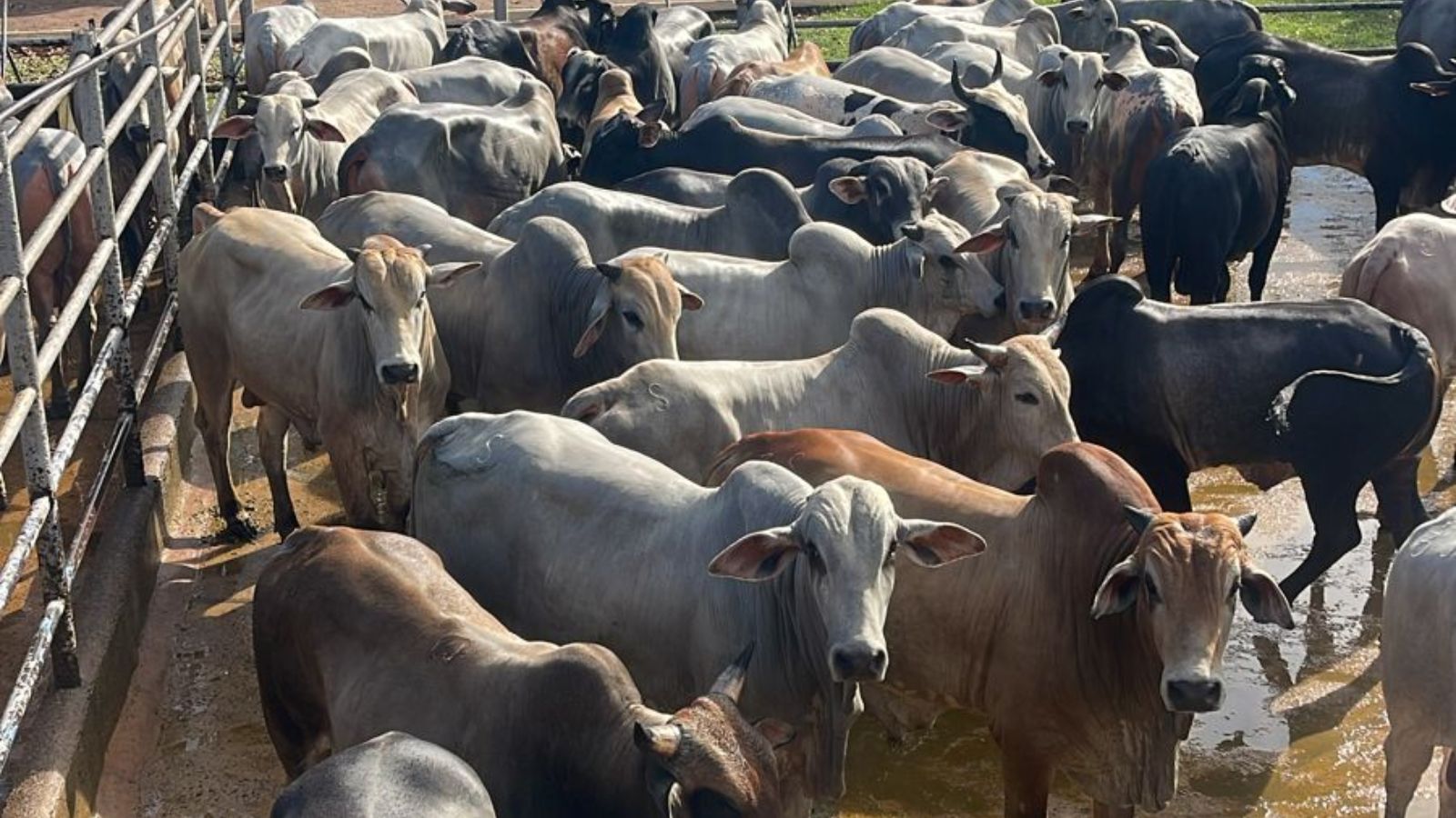 Boiada gorda a pasto e sucessão familiar são destaques no interior do Tocantins